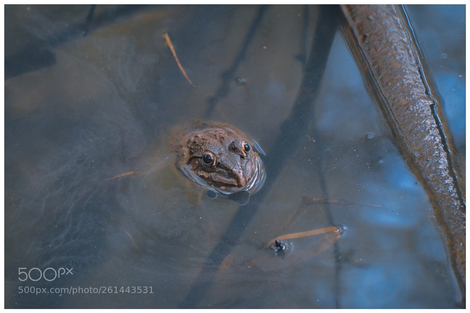 Nikon D500 sample photo. Hide and seek photography