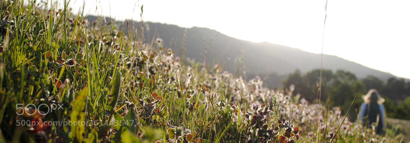 Nikon D3000 sample photo. California sunset photography