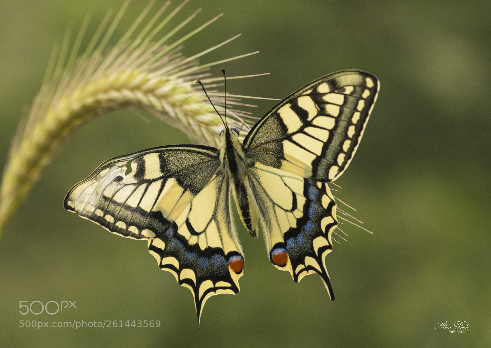 Canon EOS 7D Mark II sample photo. K rlang kuyruk photography