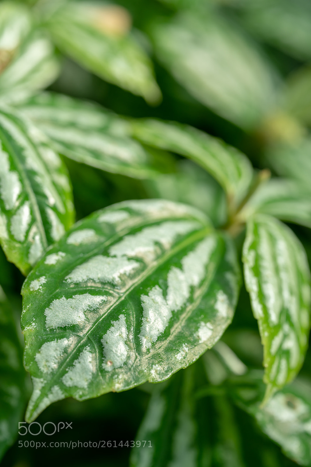 Sony a7R II sample photo. Leaf macro photography