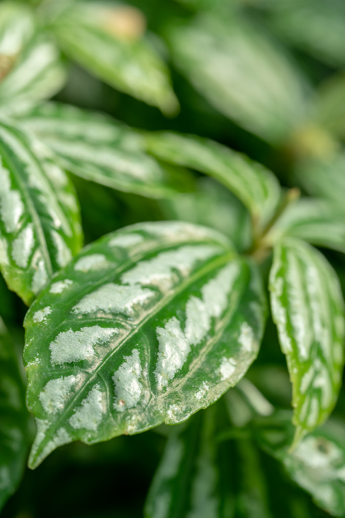 500px.comのfotois youさんによるLeaf Macro