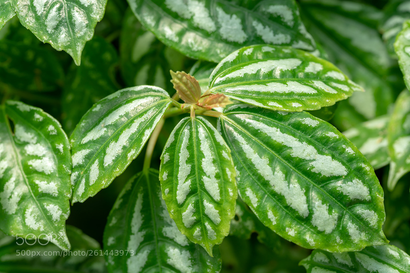 Sony a7R II sample photo. Leaf macro photography