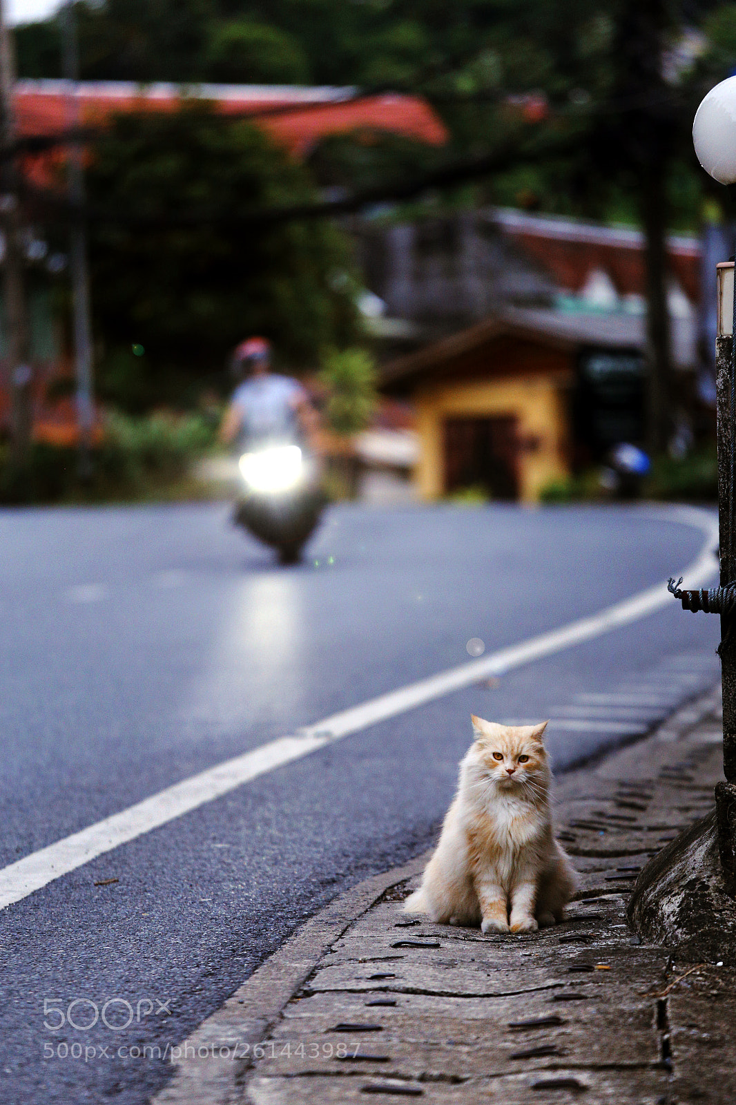 Canon EOS 6D sample photo. The cat that lives photography