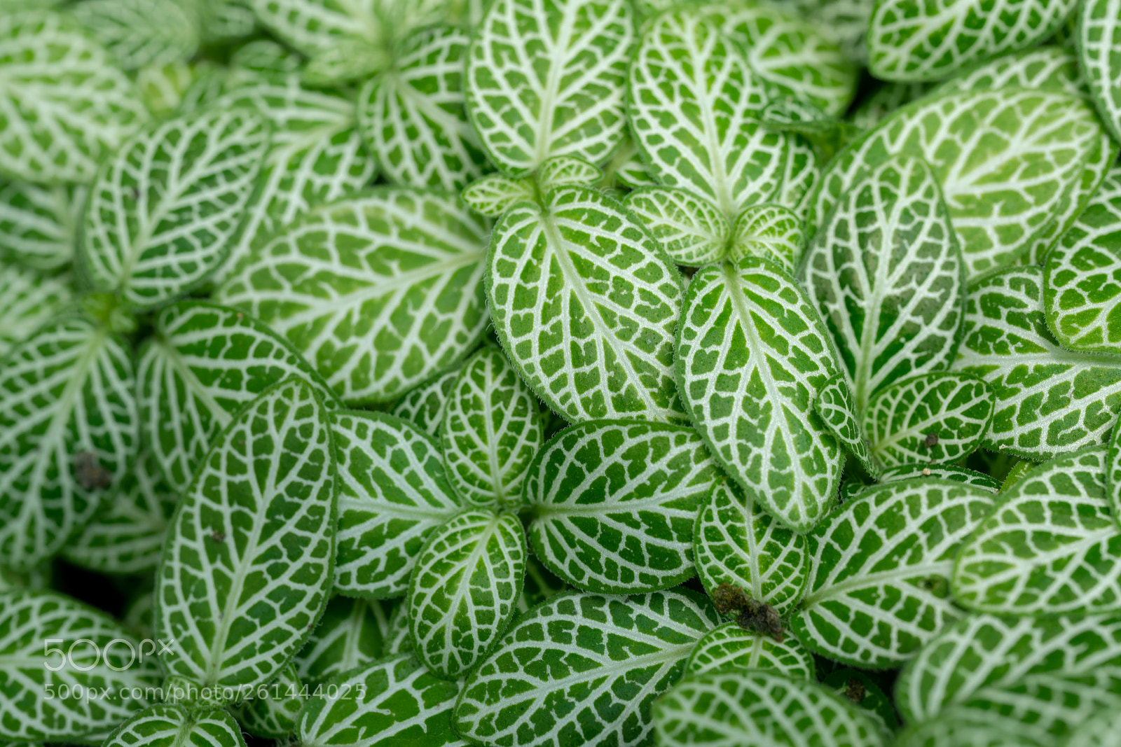 Sony a7R II sample photo. Leaf macro photography