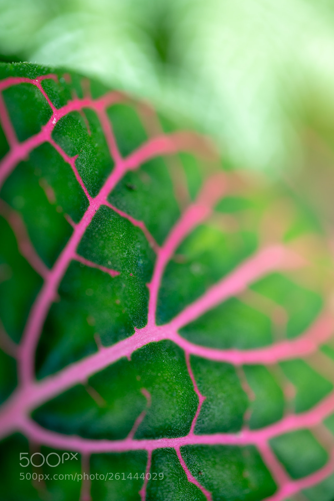 Sony a7R II sample photo. Leaf macro photography