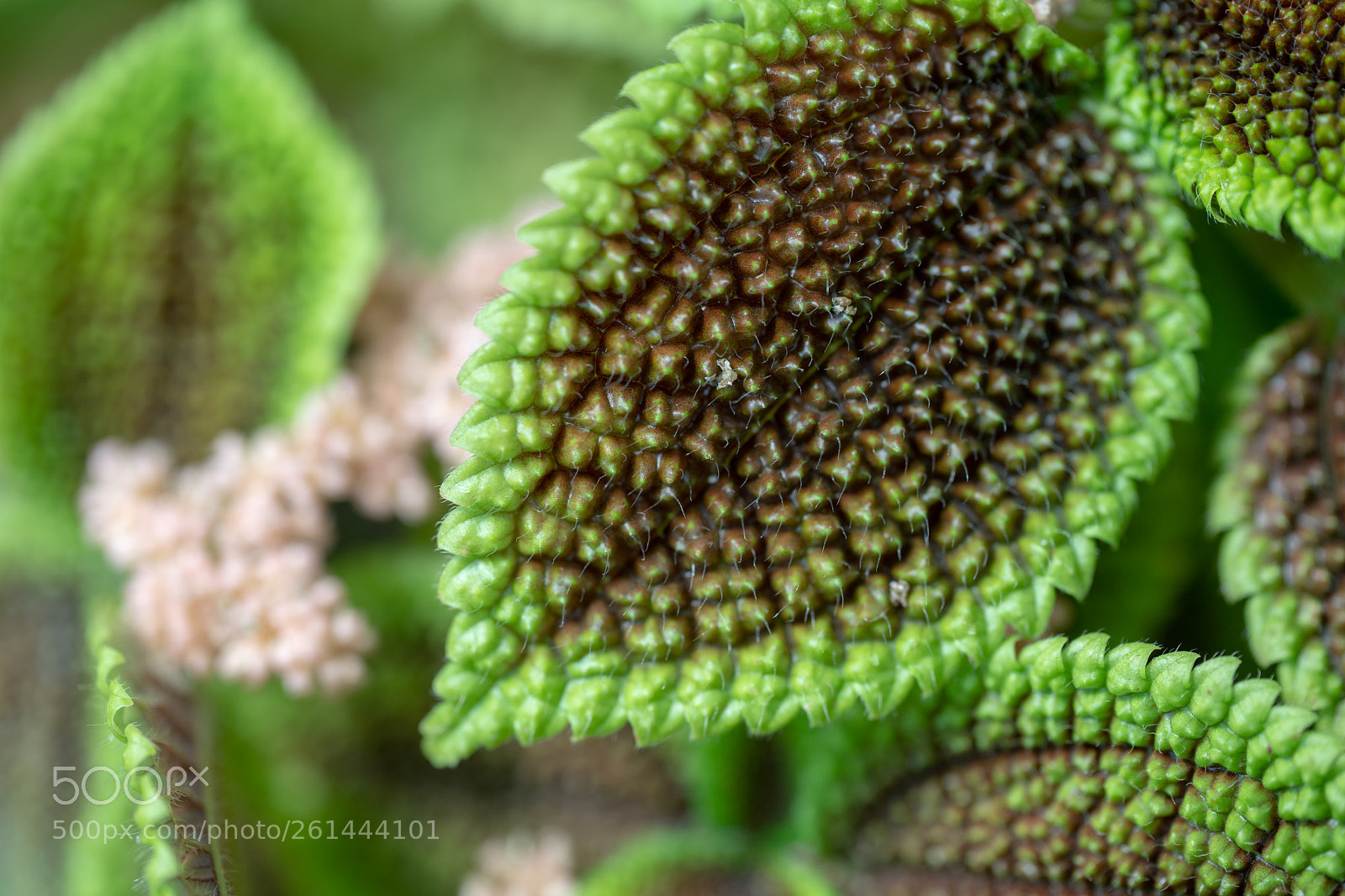Sony a7R II sample photo. Leaf macro photography