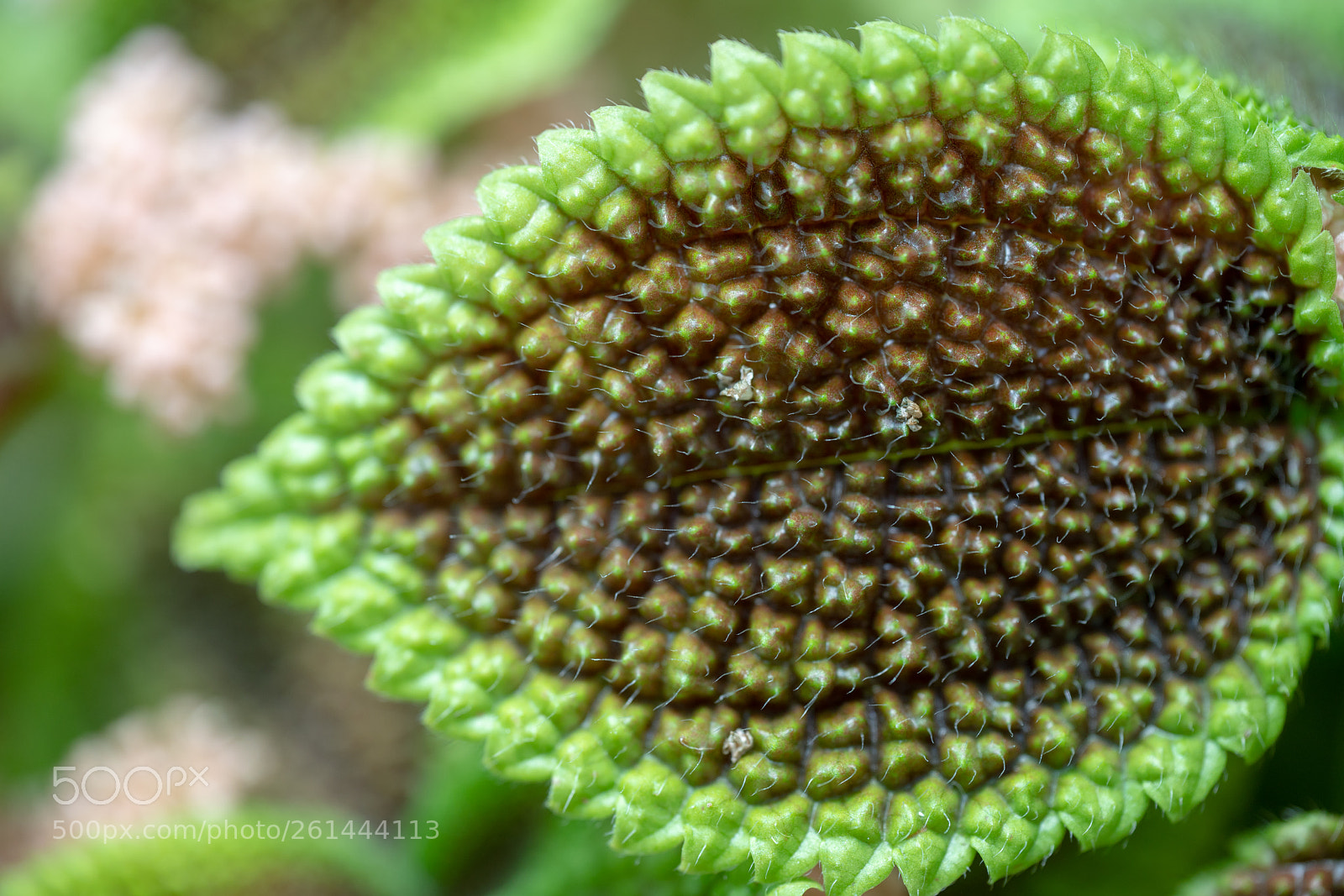 Sony a7R II sample photo. Leaf macro photography