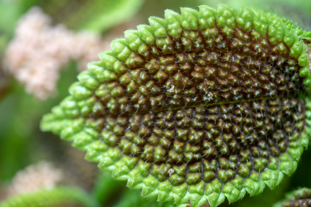 500px.comのfotois youさんによるLeaf Macro