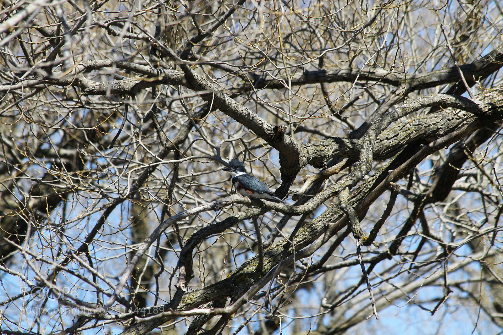 Canon EOS 1100D (EOS Rebel T3 / EOS Kiss X50) sample photo. Belted kingfisher photography