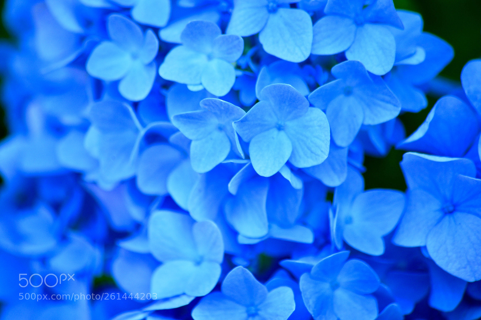 Nikon Df sample photo. The blue photography