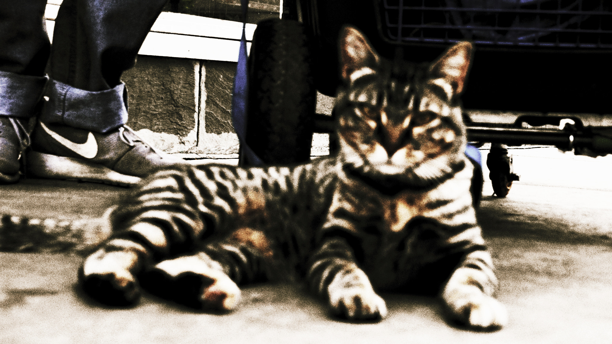 Sony Alpha a5000 (ILCE 5000) sample photo. El cato del calle photography