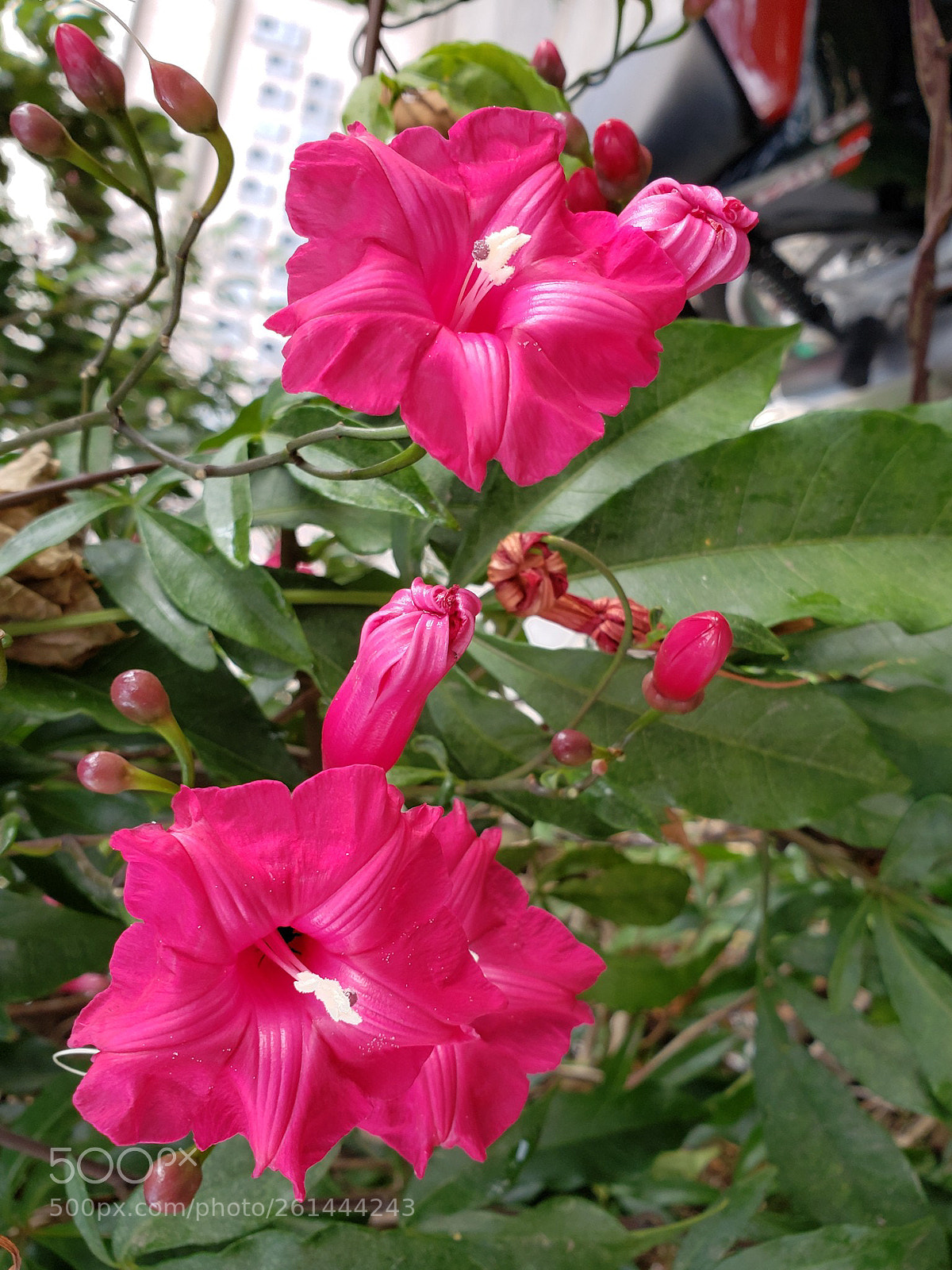 Samsung Galaxy S9 sample photo. Flower red photography