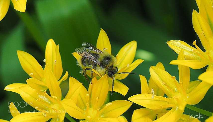 Olympus OM-D E-M10 II sample photo. Flower series 10. photography