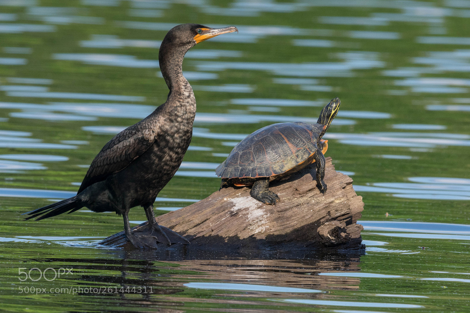 Nikon D3400 sample photo. The odd couple photography