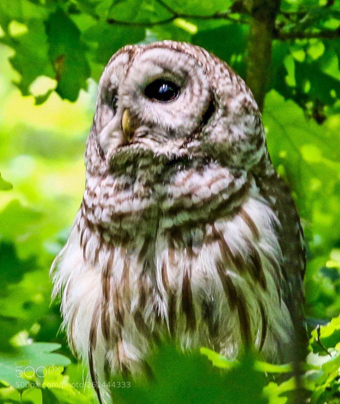 Canon EOS 7D Mark II sample photo. Barred owl photography