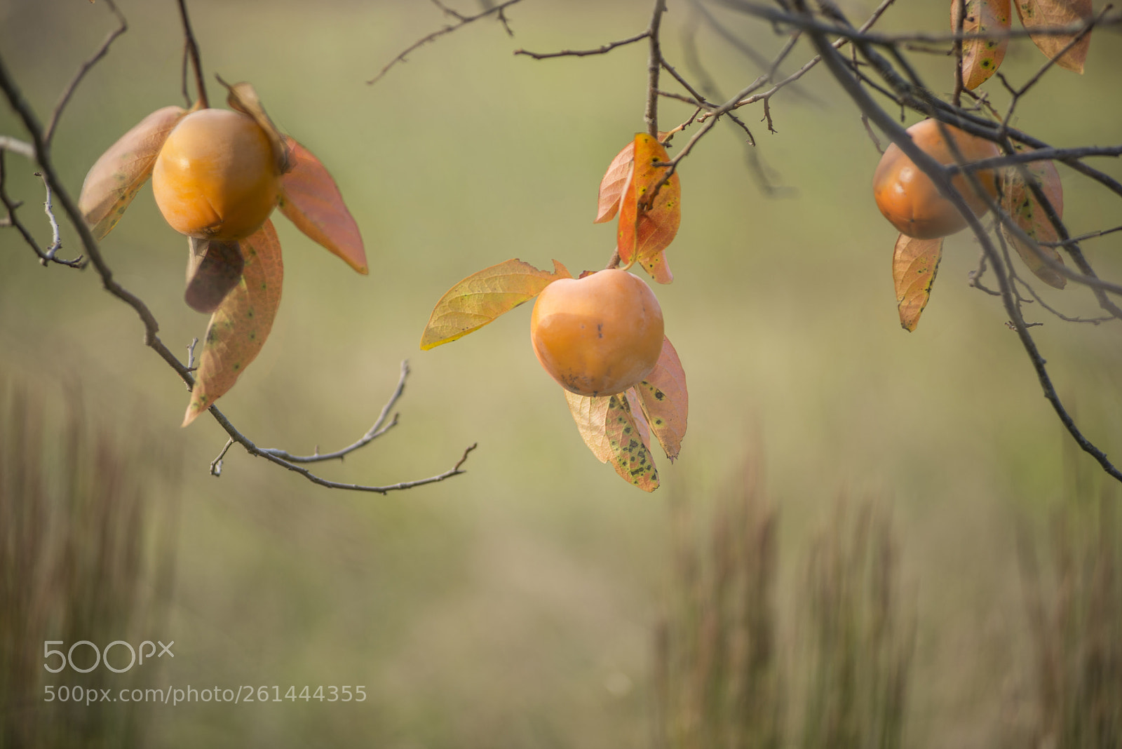 Nikon D600 sample photo. Three persimmons photography