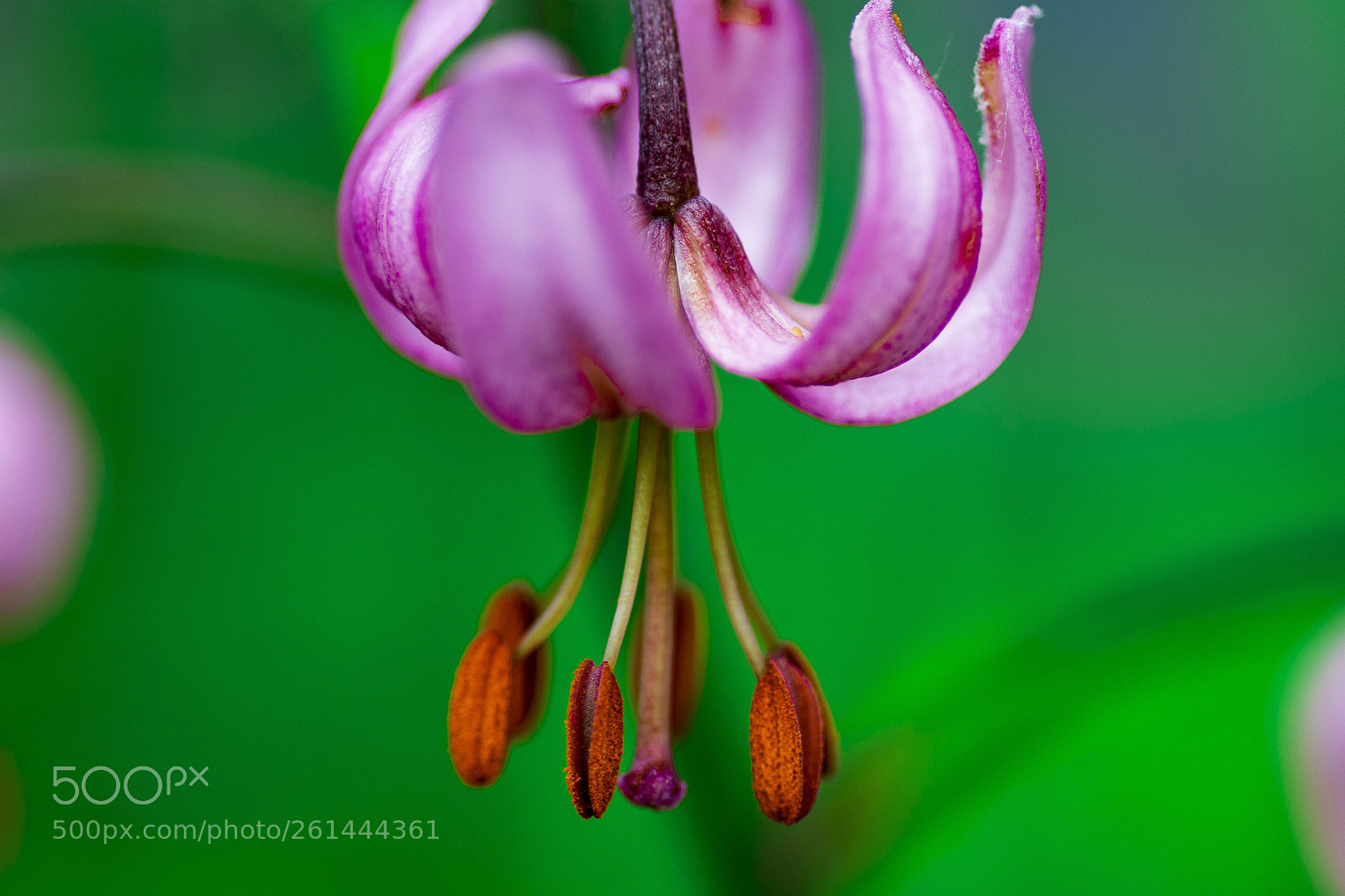 Nikon D7200 sample photo. Gardenview photography