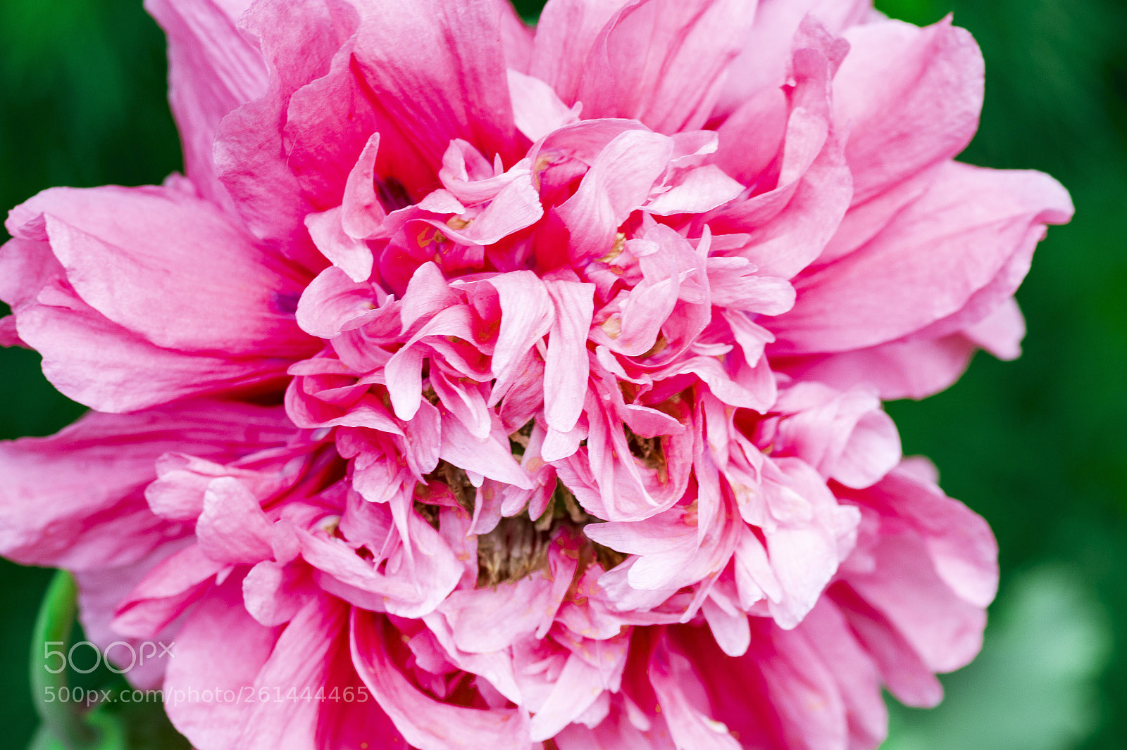 Nikon D7200 sample photo. Pink photography