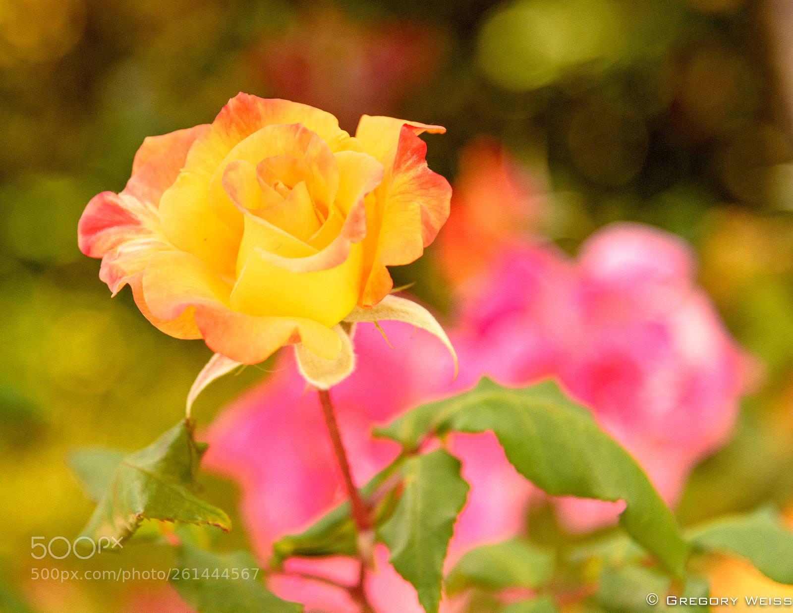 Nikon D750 sample photo. Summer rose photography