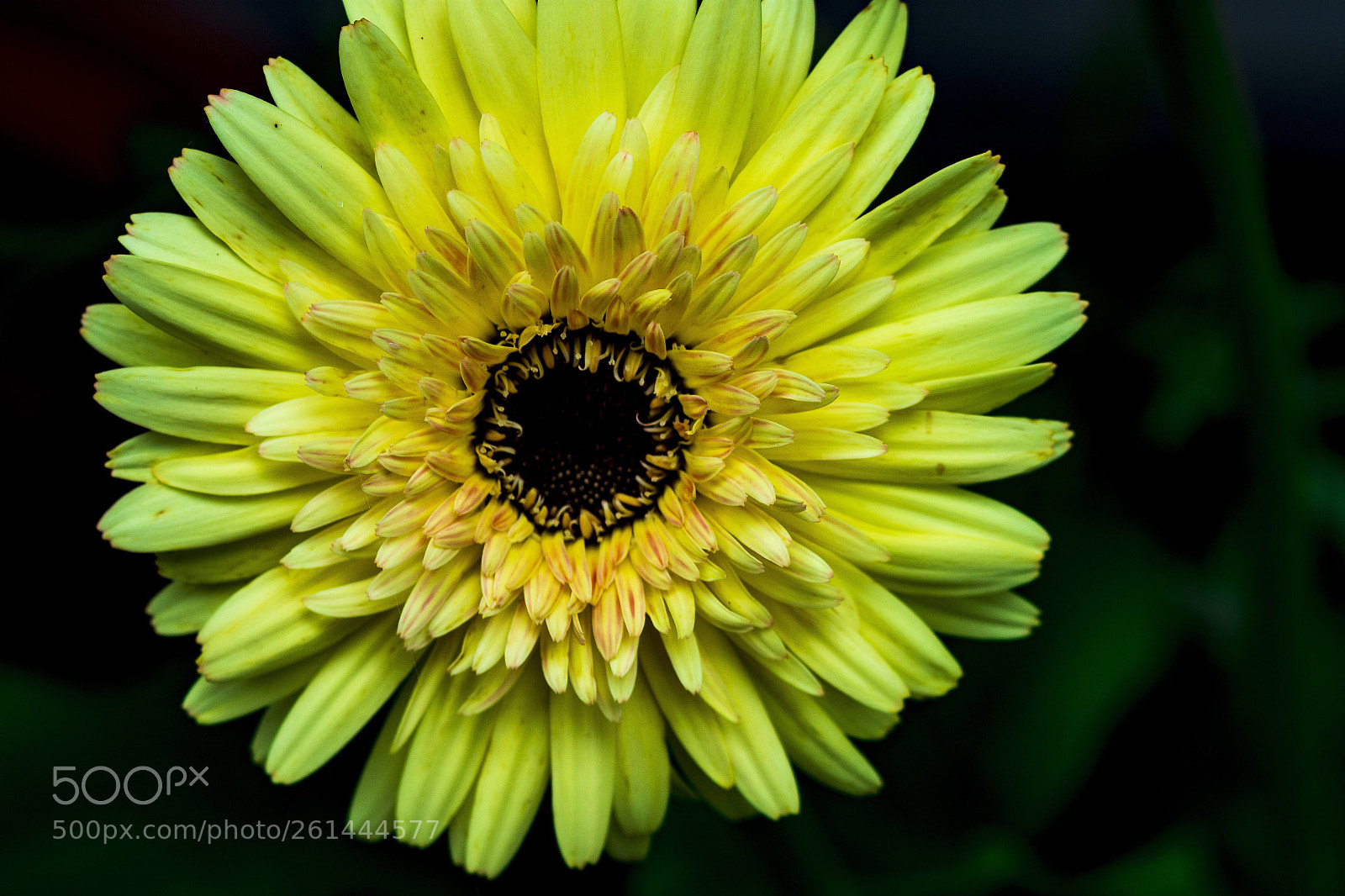 Nikon D7200 sample photo. Zinnia photography