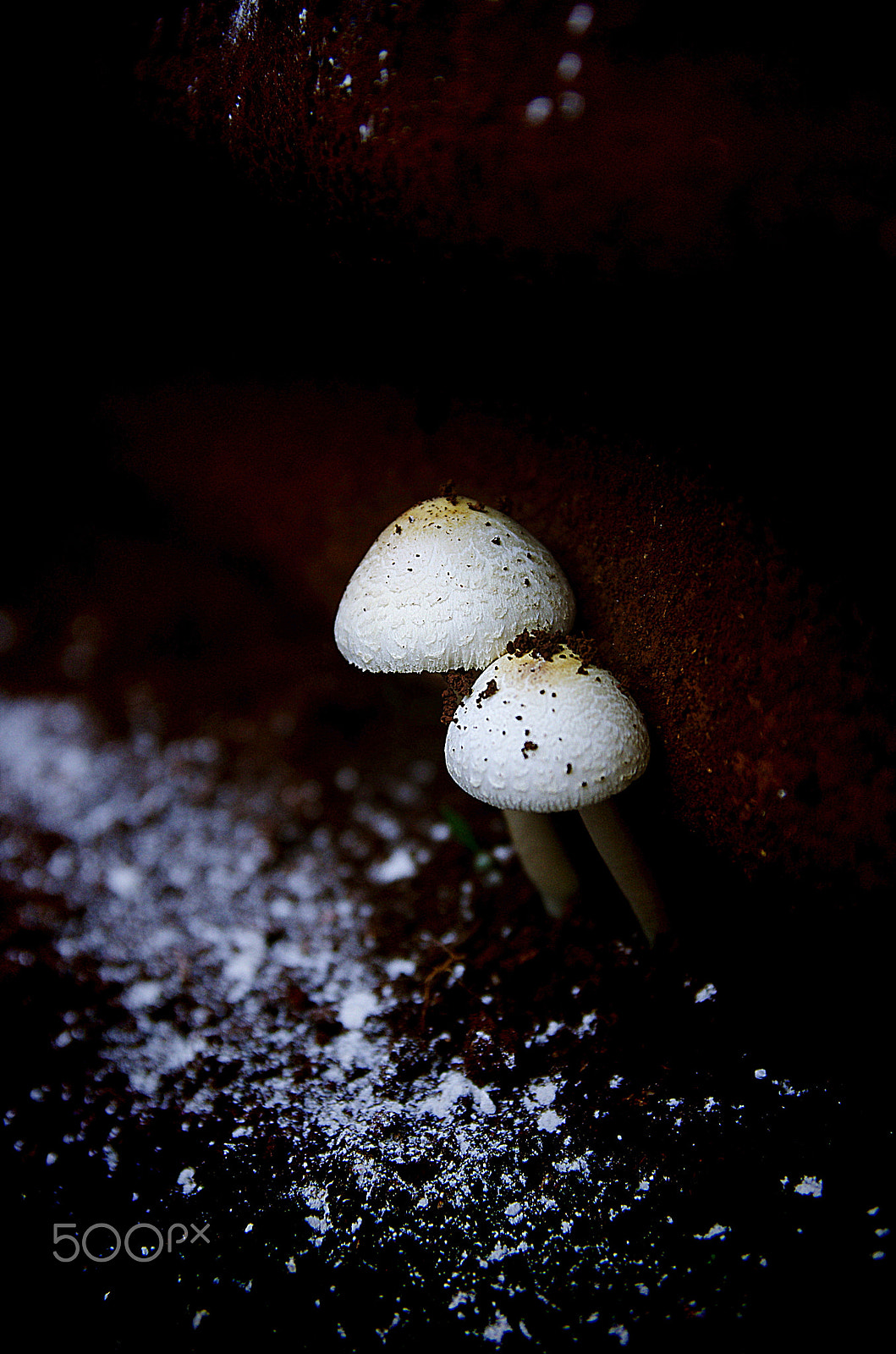 Pentax K-5 IIs sample photo. Mushrooms photography