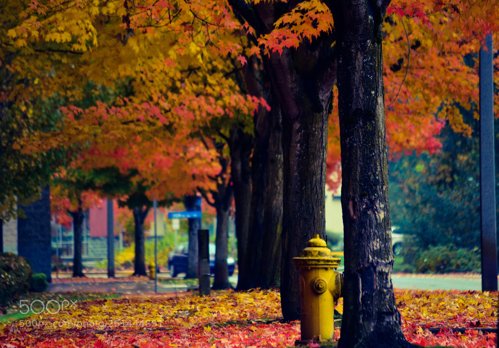 Nikon D5100 sample photo. Fall series  photography