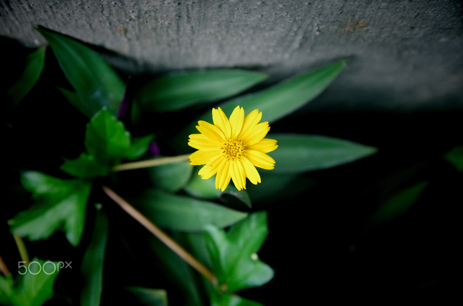 Pentax K-5 IIs sample photo. Daisy photography