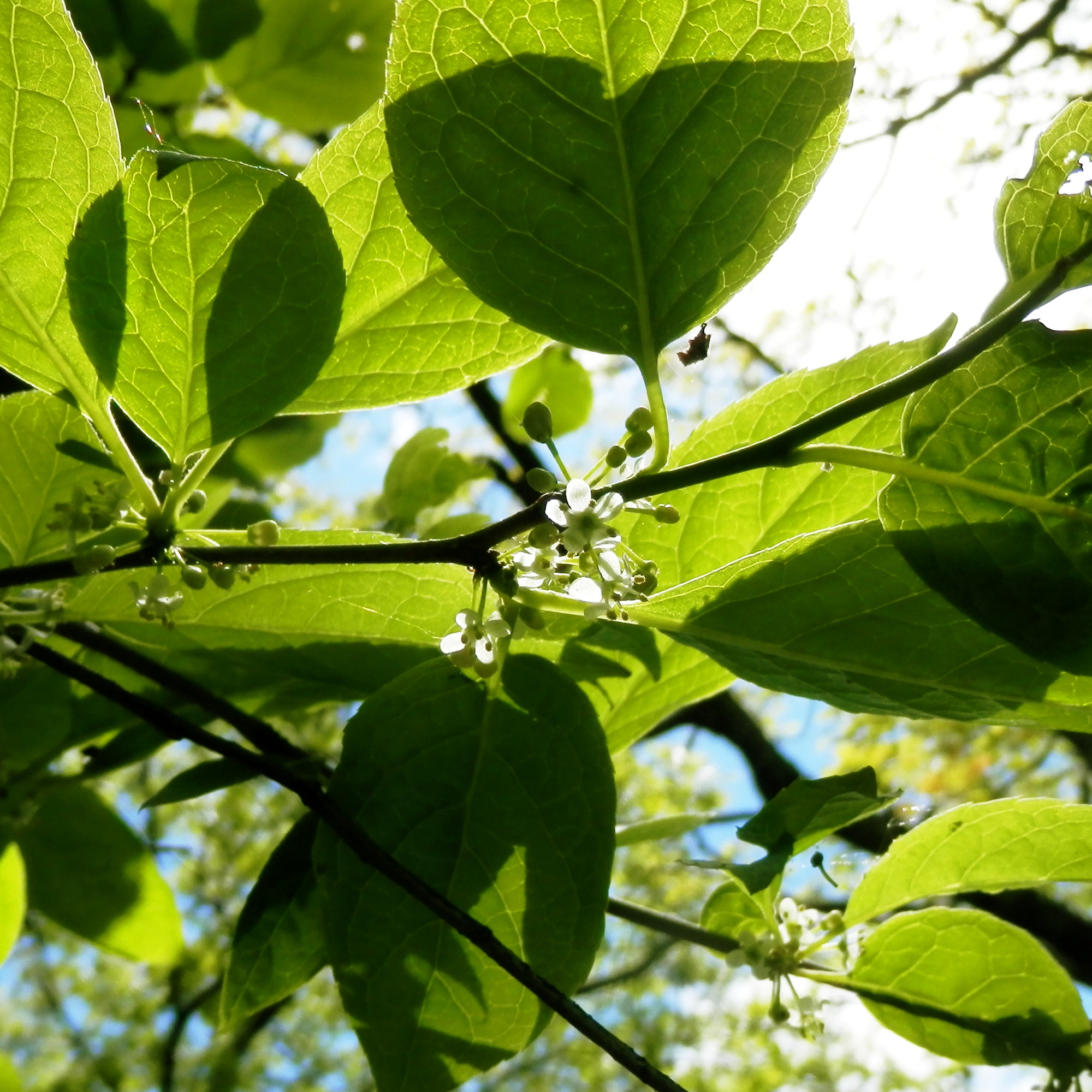 Olympus SZ-12 sample photo. Leaves and flowers photography