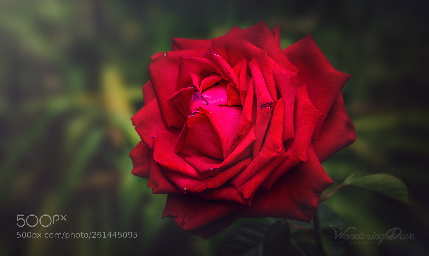 Nikon D3200 sample photo. Ode to the rose photography