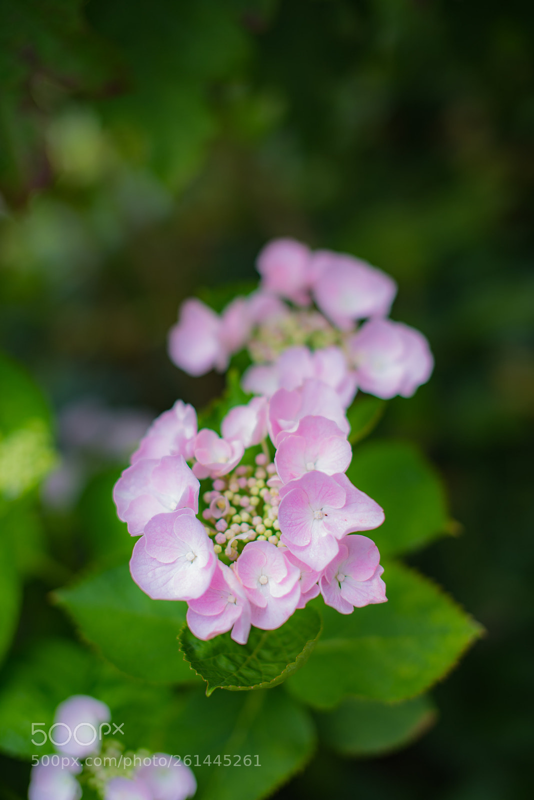 Nikon D750 sample photo. Hydrangea photography
