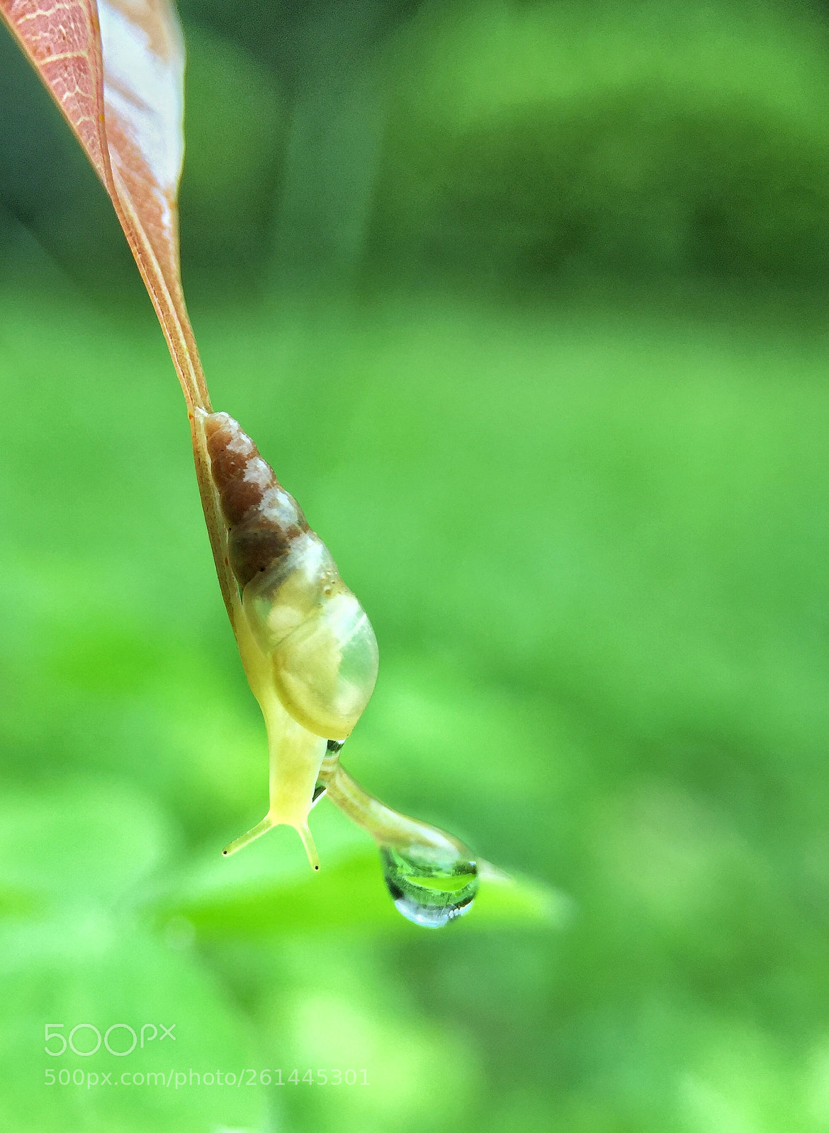Apple iPhone 6 sample photo. “珍珠”的诱惑 photography