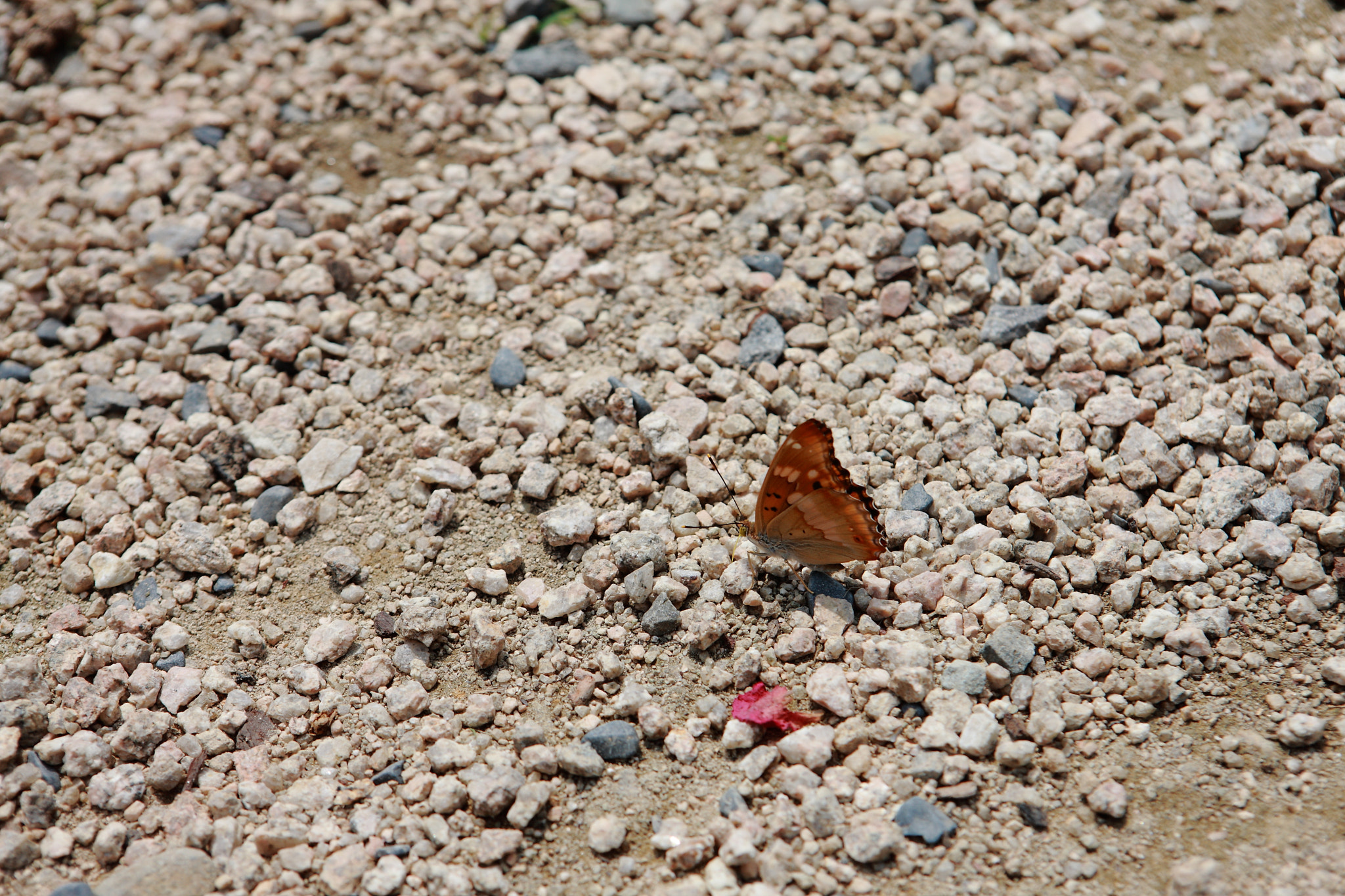 Canon EOS-1Ds Mark III + Canon EF 24-70mm F2.8L USM sample photo. Butterfly photography