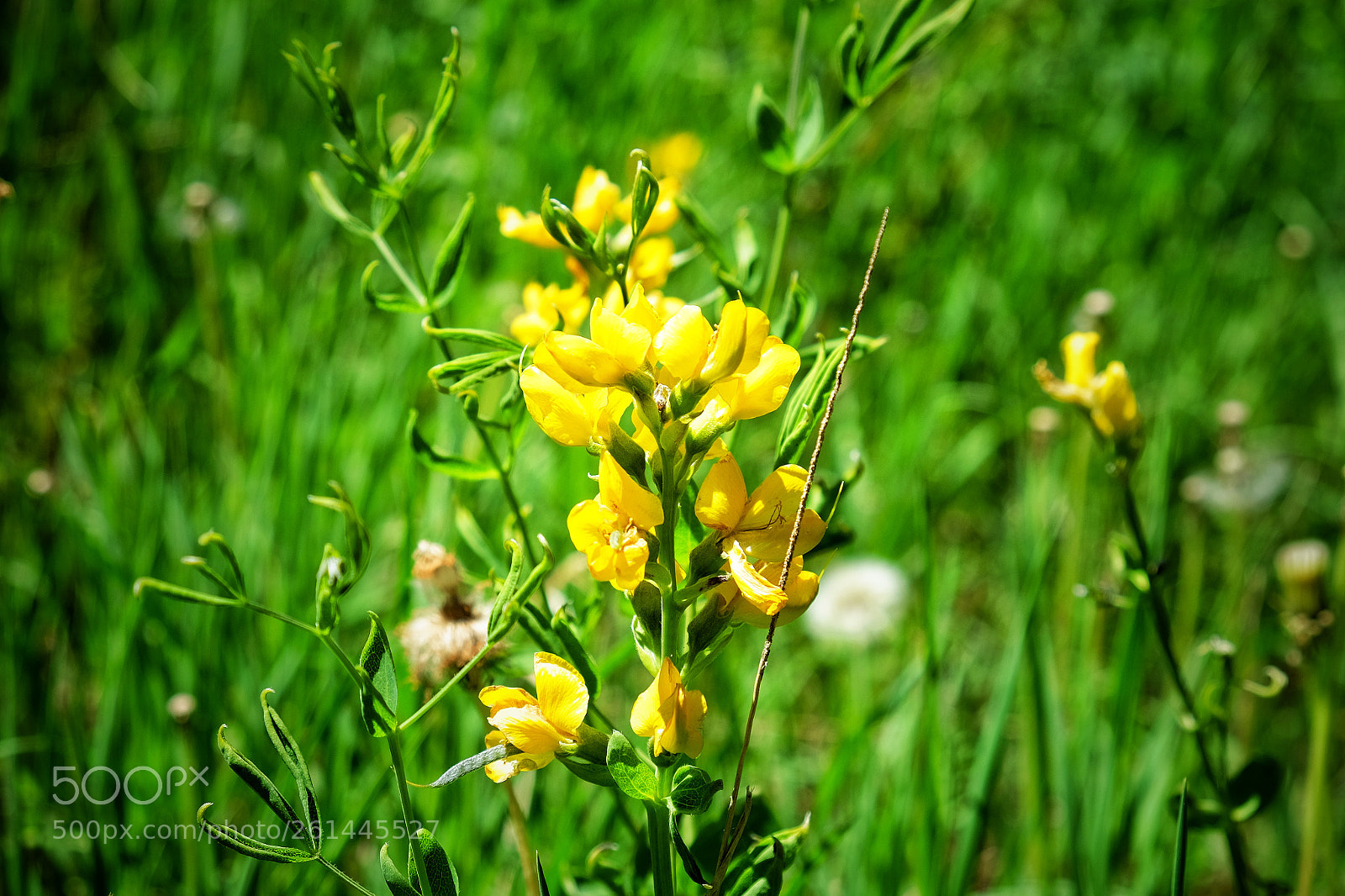 Fujifilm X-T10 sample photo. Corwina park morrison colorado 6 /2 /18 photography