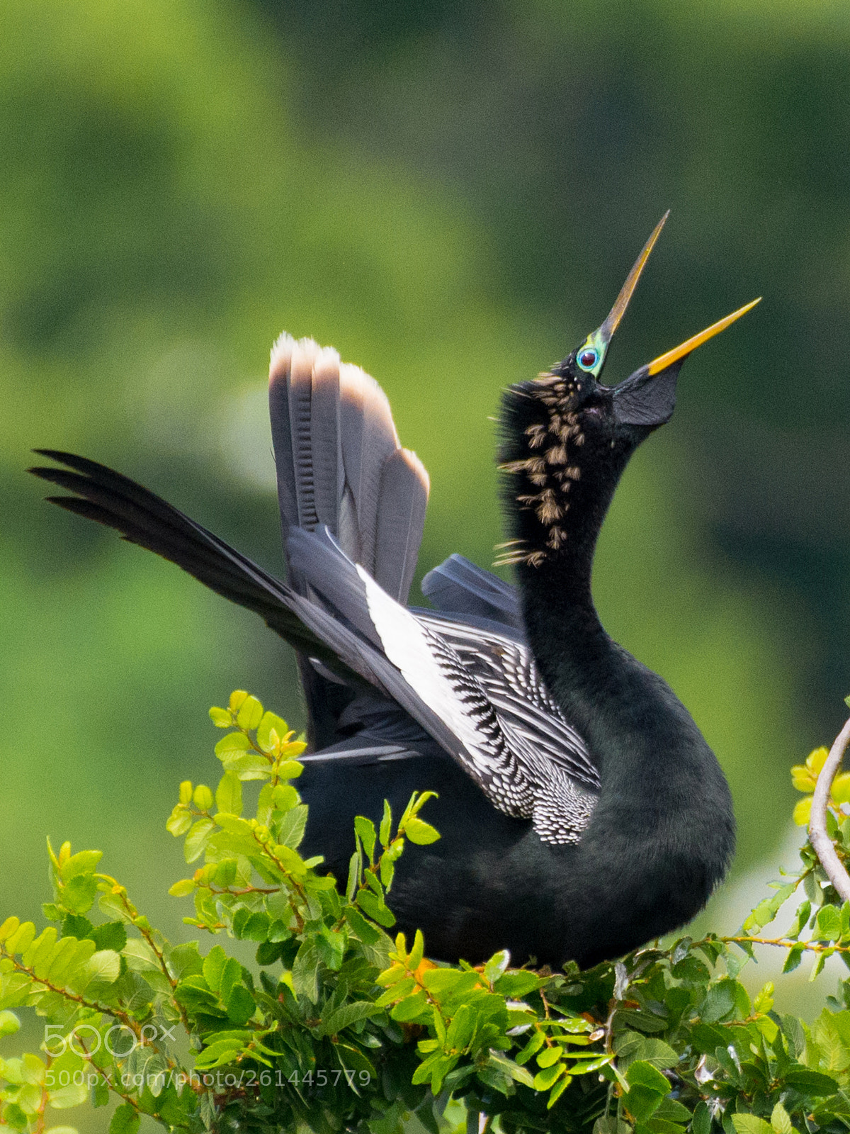 Nikon D7100 sample photo. Anhinga photography