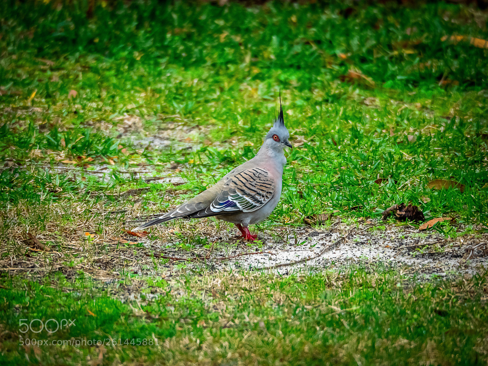 Olympus OM-D E-M1 sample photo. Looking for a crust photography
