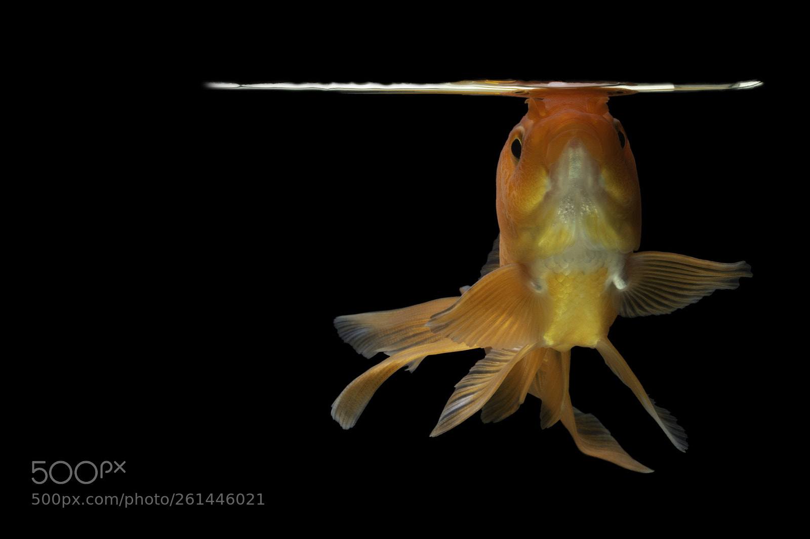Nikon D7200 sample photo. Goldfish in the background photography