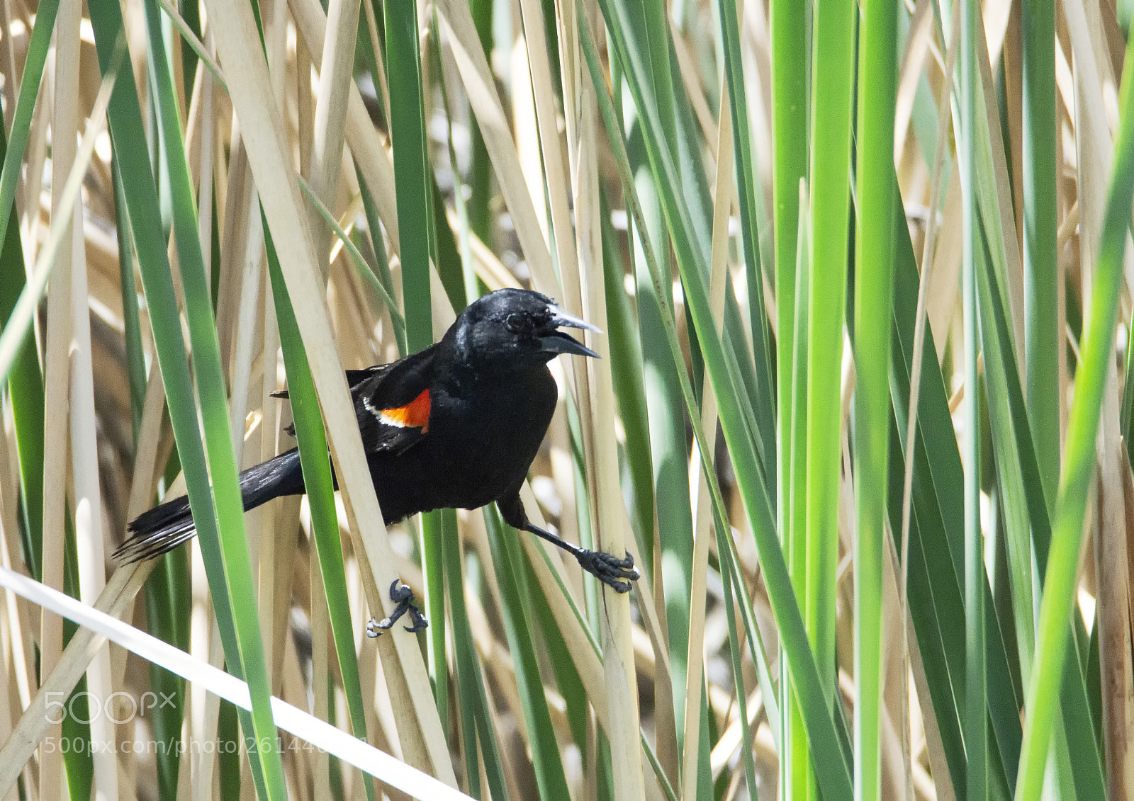 Sony a6000 sample photo. Red winged blackbird photography