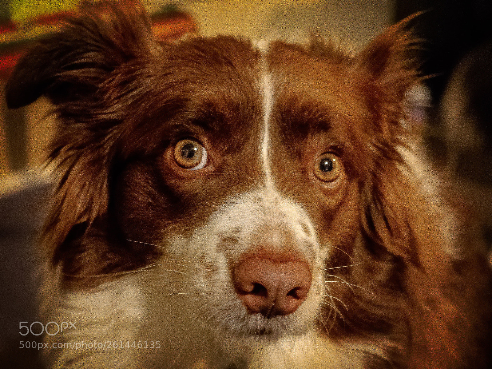 Olympus OM-D E-M1 sample photo. Rosie photography