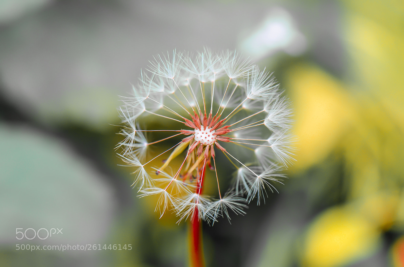 Nikon D7000 sample photo. The summer wheel photography