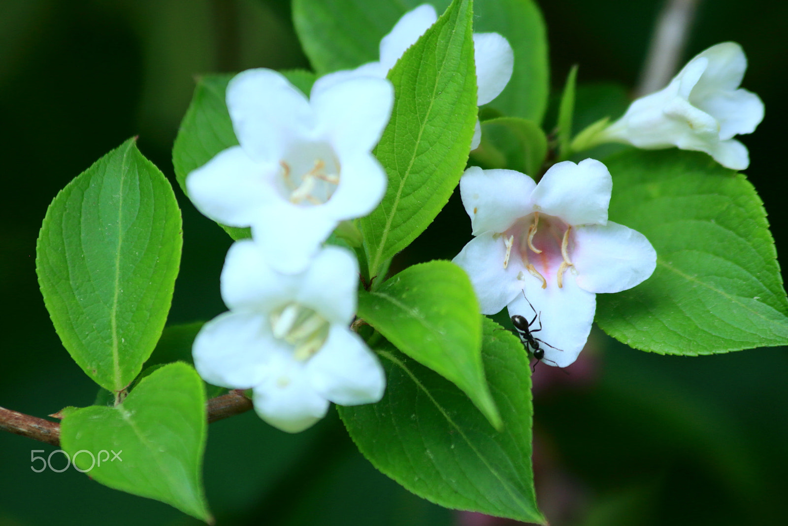 Canon EOS 650D (EOS Rebel T4i / EOS Kiss X6i) sample photo. Garden ant in search of food. photography