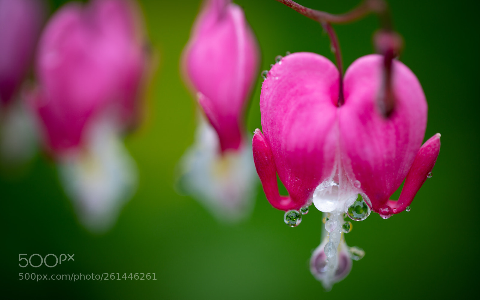 Canon EOS 6D Mark II sample photo. Bleeding heart photography
