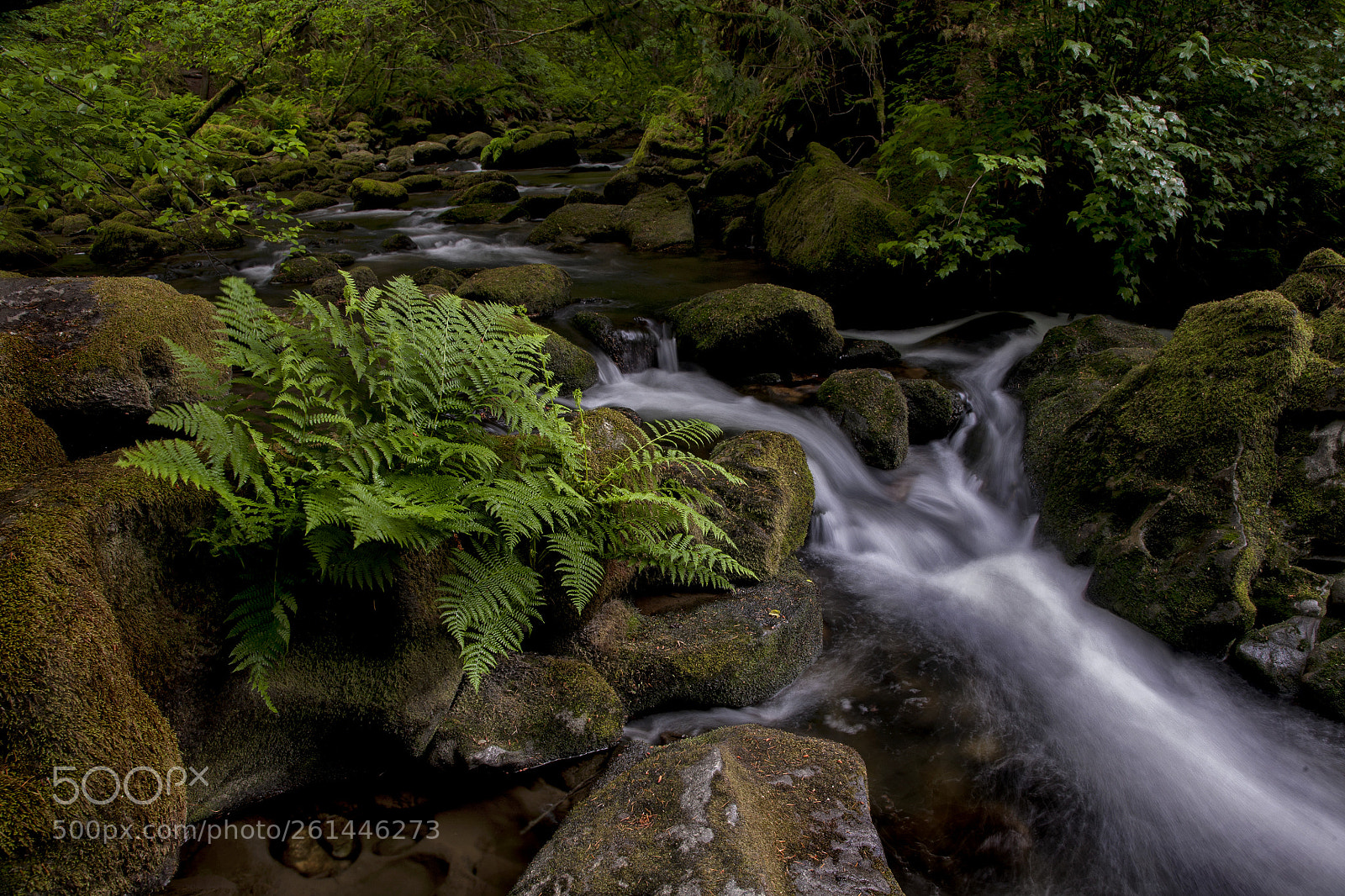 Canon EOS 5D sample photo. Whatcom creek photography