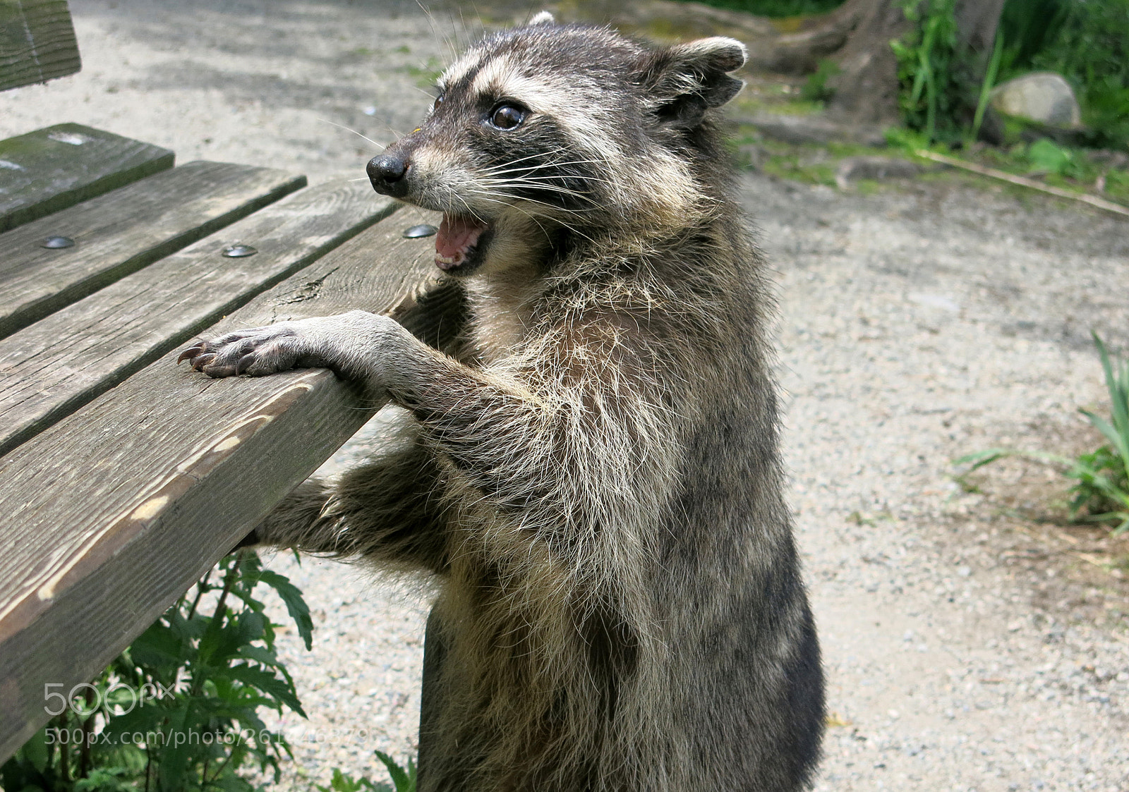 Canon PowerShot G15 sample photo. Img_5454-0.jpg racoon photography