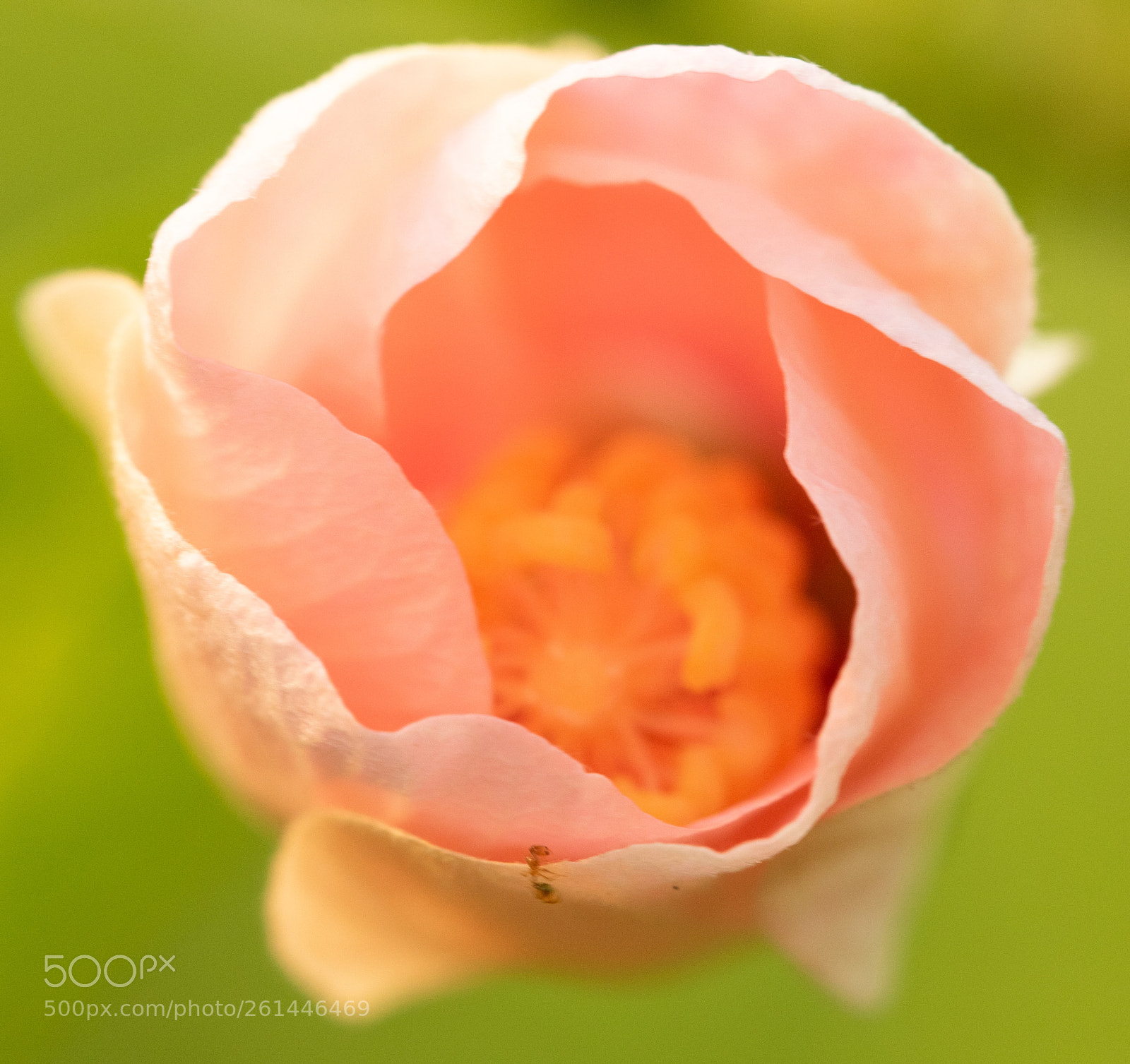 Canon EOS 7D Mark II sample photo. Up... photography