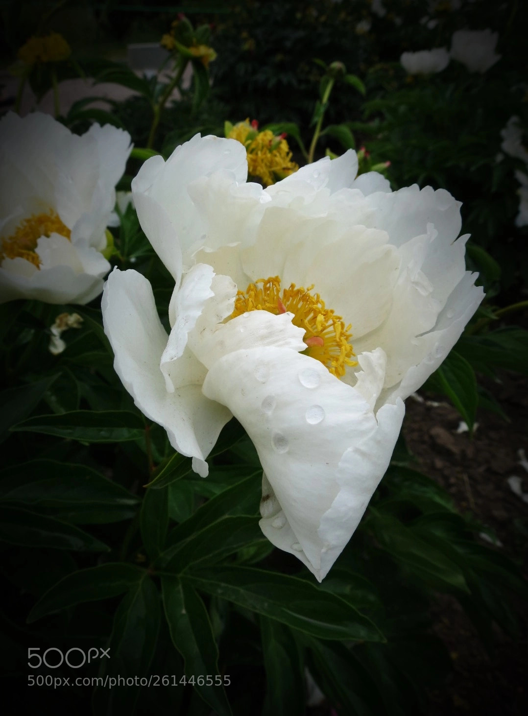 Canon PowerShot SX40 HS sample photo. White... photography
