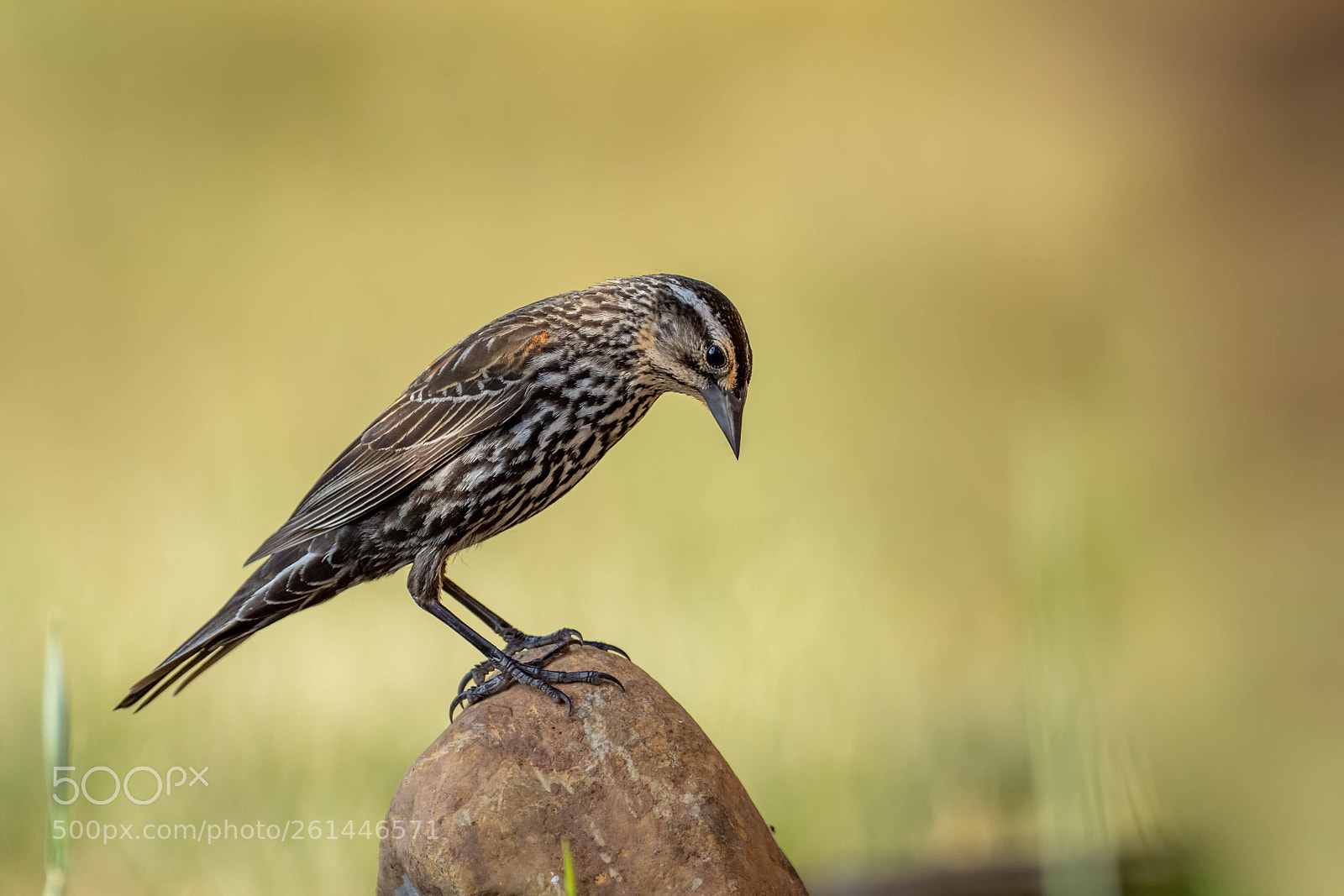Canon EOS 7D Mark II sample photo. Blackbird photography