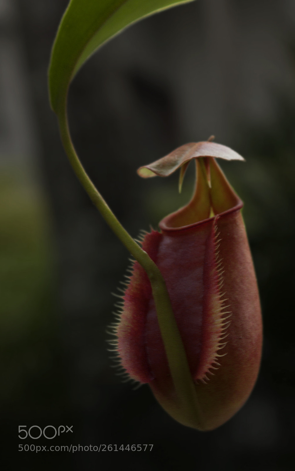 Canon EOS 500D (EOS Rebel T1i / EOS Kiss X3) sample photo. Plant or beast? photography