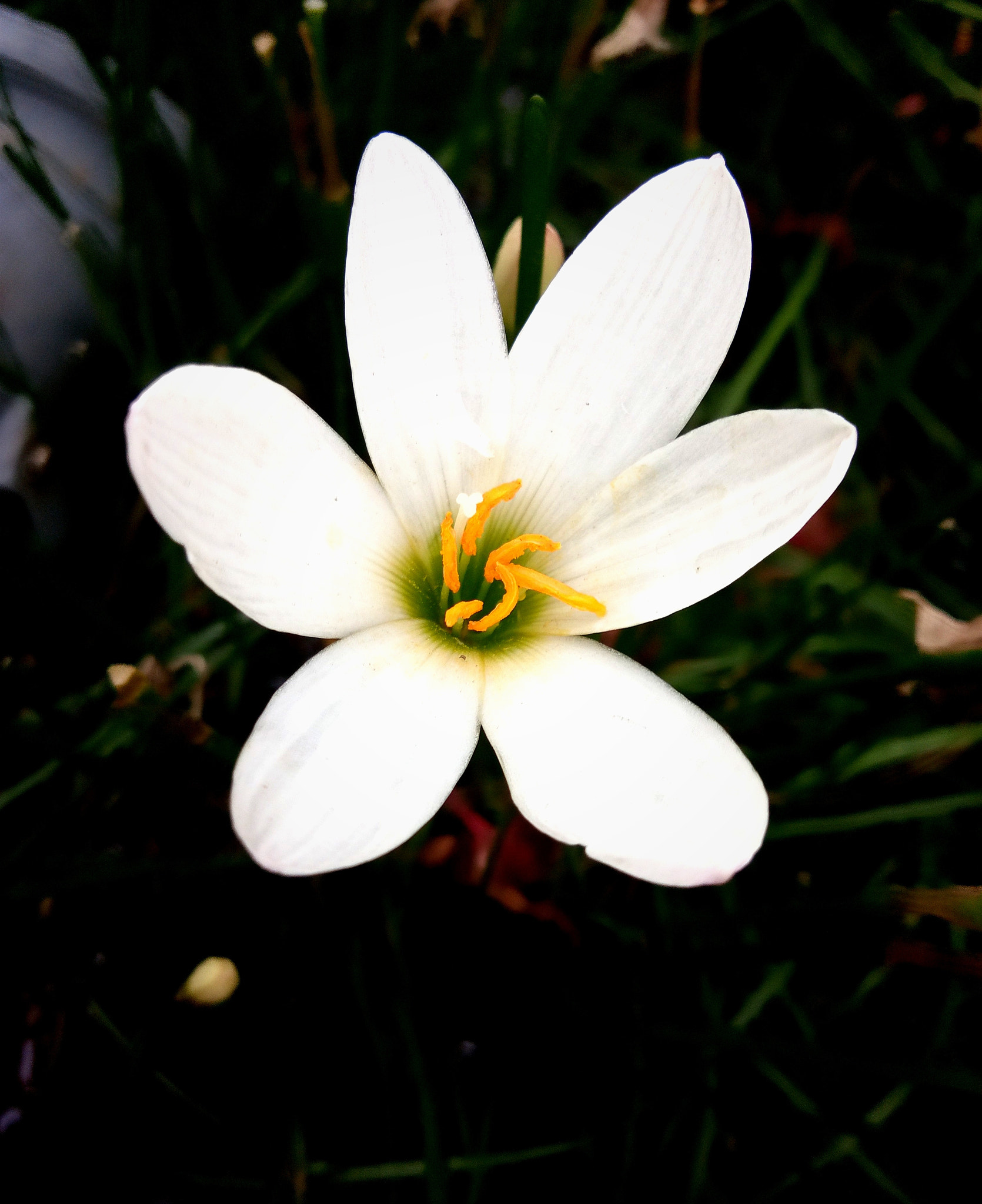 vivo 1601 sample photo. White flower photography