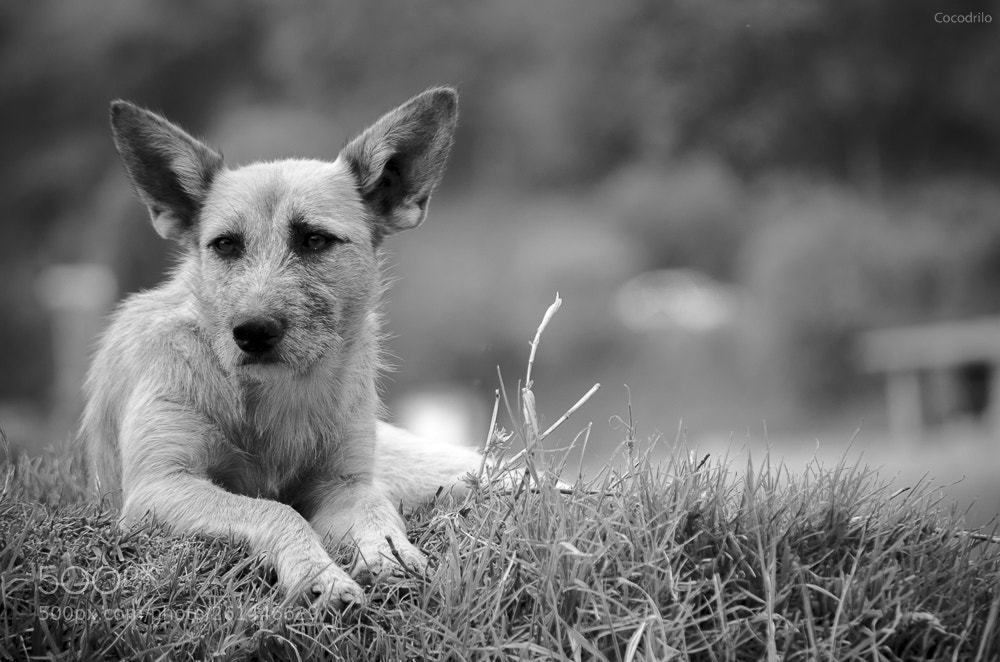 Nikon D5100 sample photo. Untitled photography