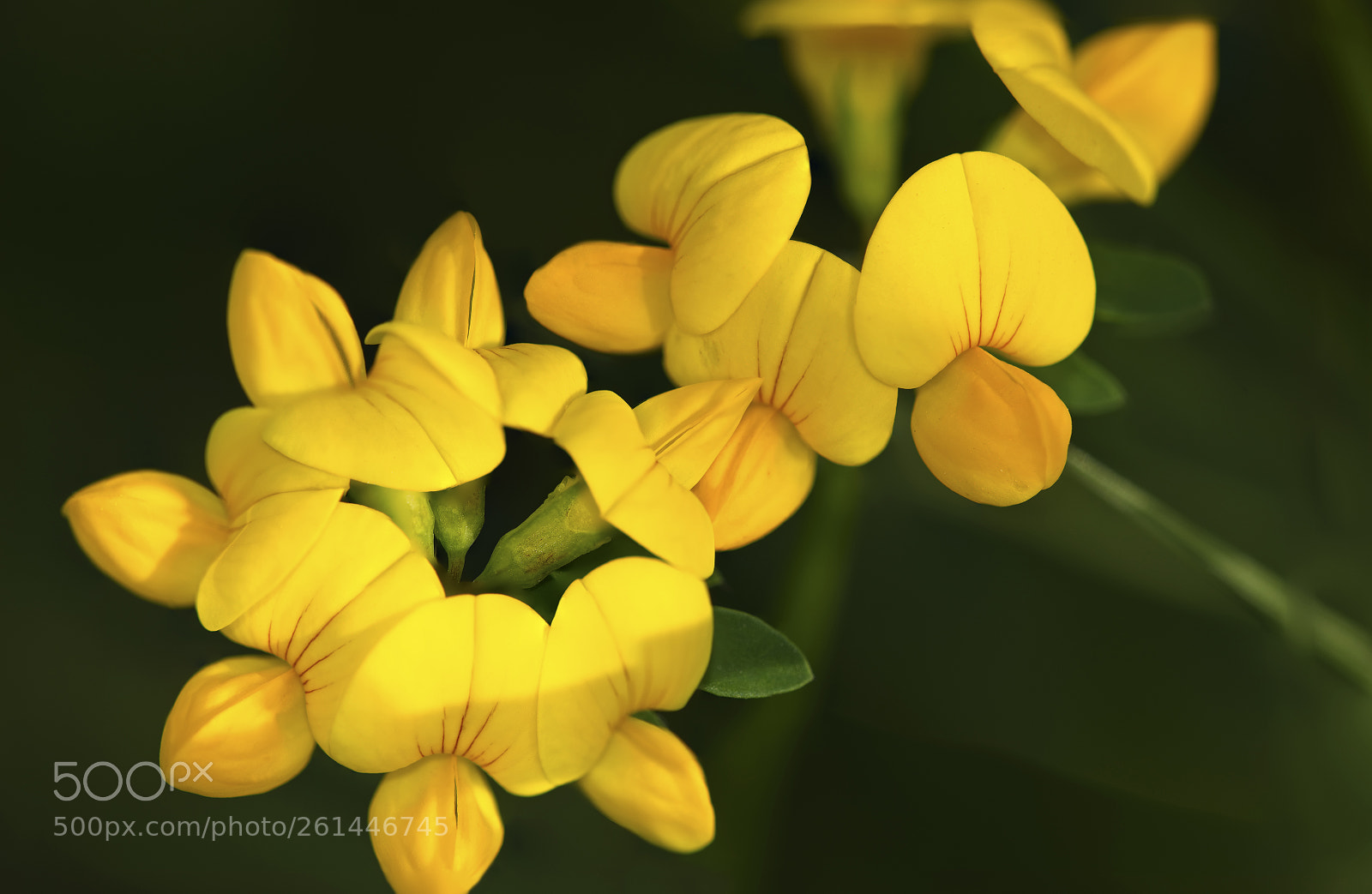 Nikon D750 sample photo. Yellow photography